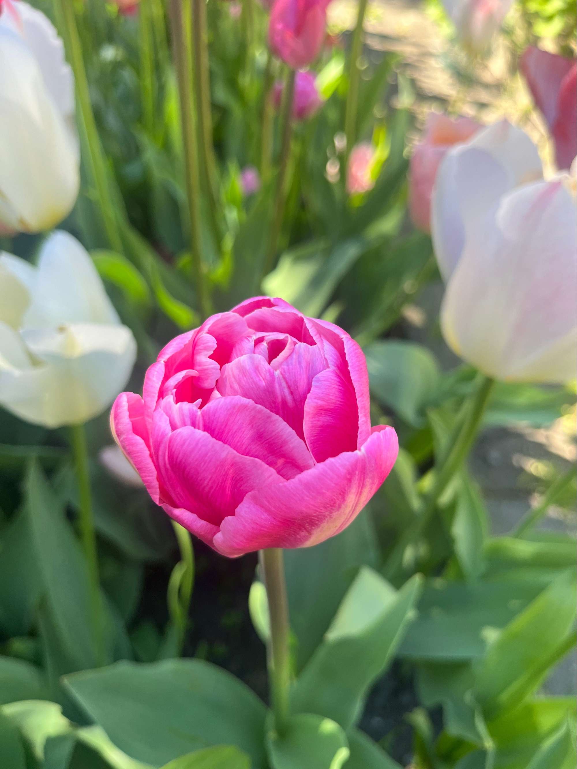 'Svaneke Delight' exklusiv lökmix